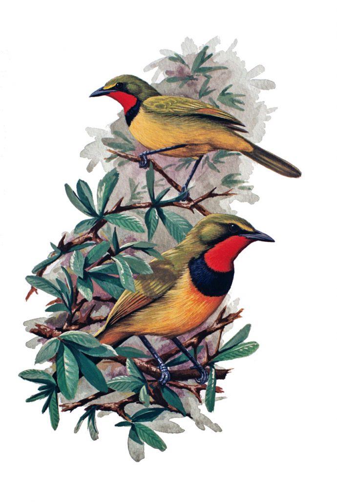 Gorgeous Bush Shrike – Terence Archibald